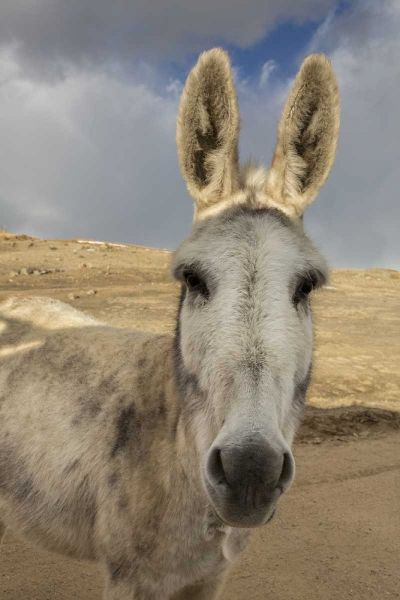 USA, Colorado, South Park Close-up of wild burro